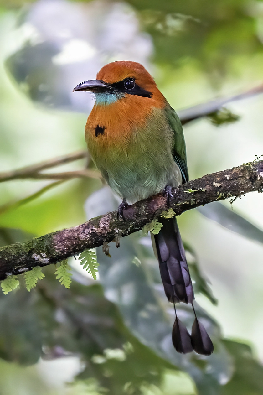 El Salvador, inspiración natural