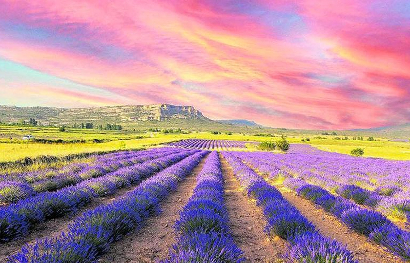 Brihuega, Moratalla y Tiedra dan la bienvenida a la floración de la lavanda.