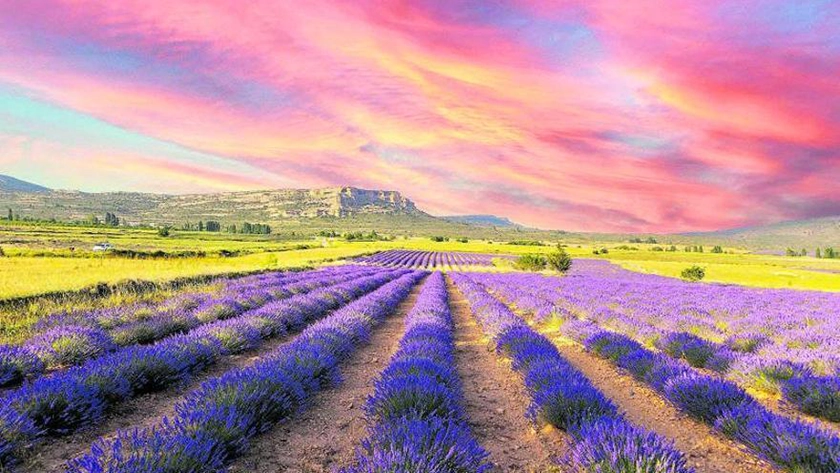Brihuega, Moratalla y Tiedra dan la bienvenida a la floración de la lavanda.