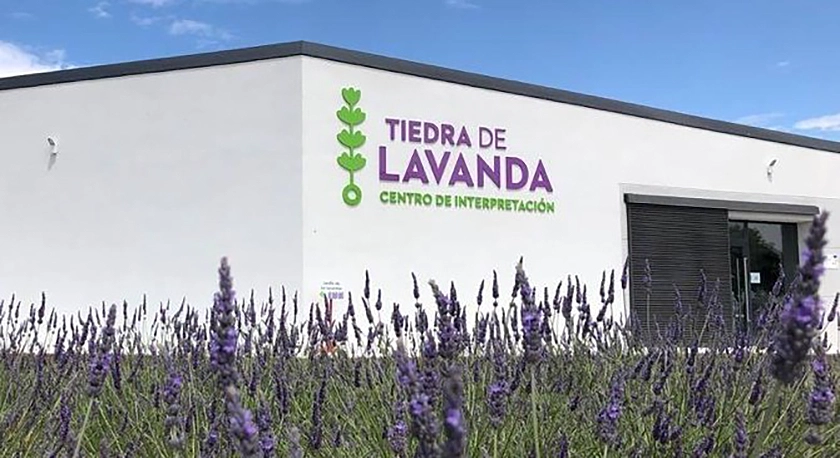Brihuega, Moratalla y Tiedra dan la bienvenida a la floración de la lavanda.