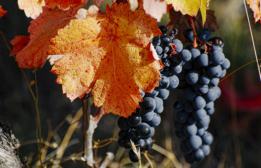 Septiembre sabe a vendimia: así comienza una nueva añada en Bodegas Comenge