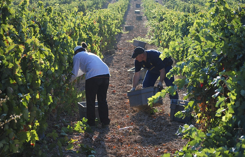 Septiembre sabe a vendimia: así comienza una nueva añada en Bodegas Comenge