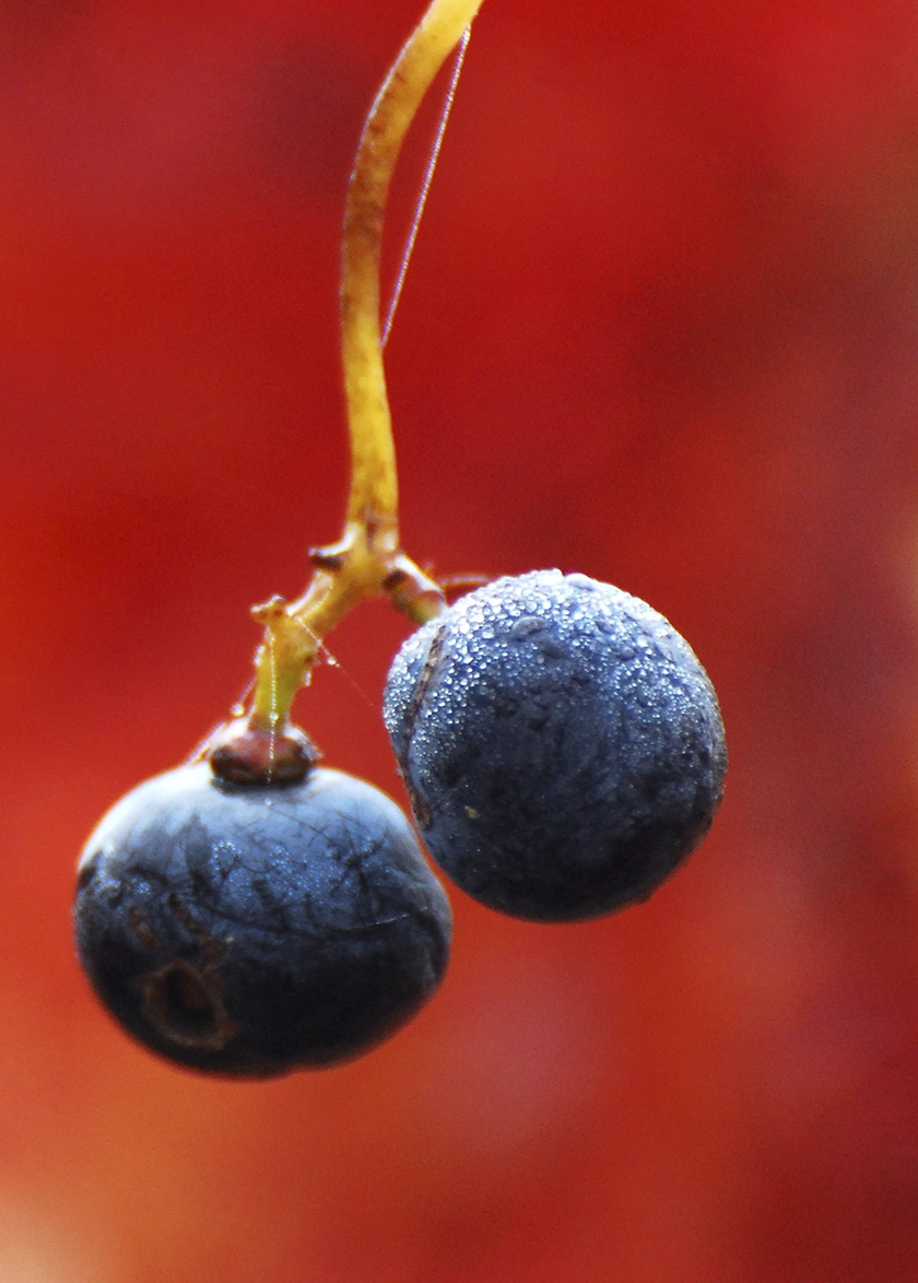 Septiembre sabe a vendimia: así comienza una nueva añada en Bodegas Comenge