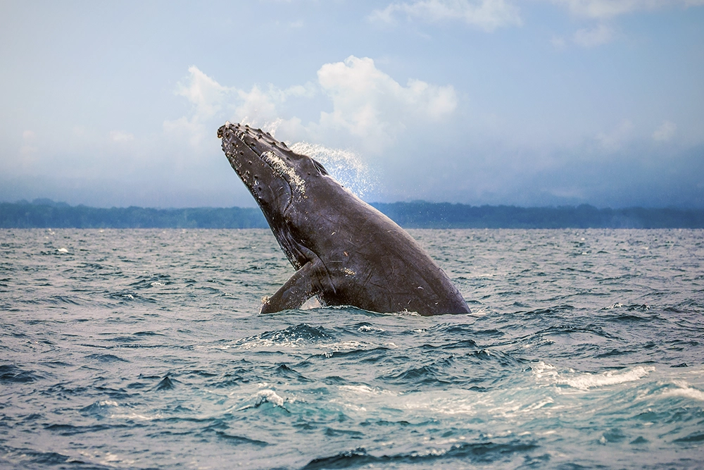 Costa Rica entra en uno de sus momentos más espectaculares: ballenas, tortugas y selvas en todo su esplendor