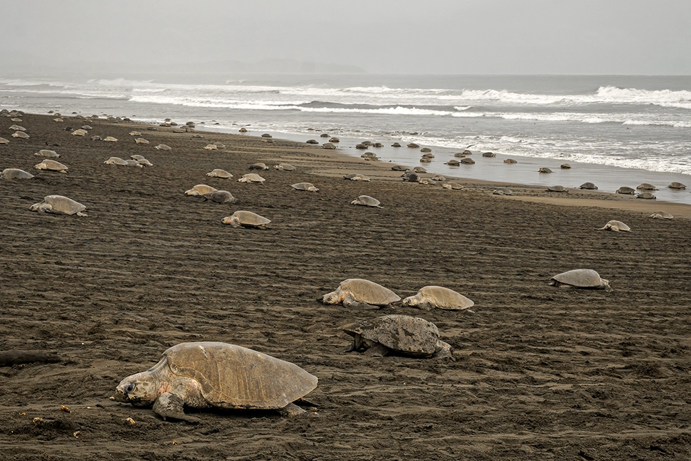 Costa Rica entra en uno de sus momentos más espectaculares: ballenas, tortugas y selvas en todo su esplendor