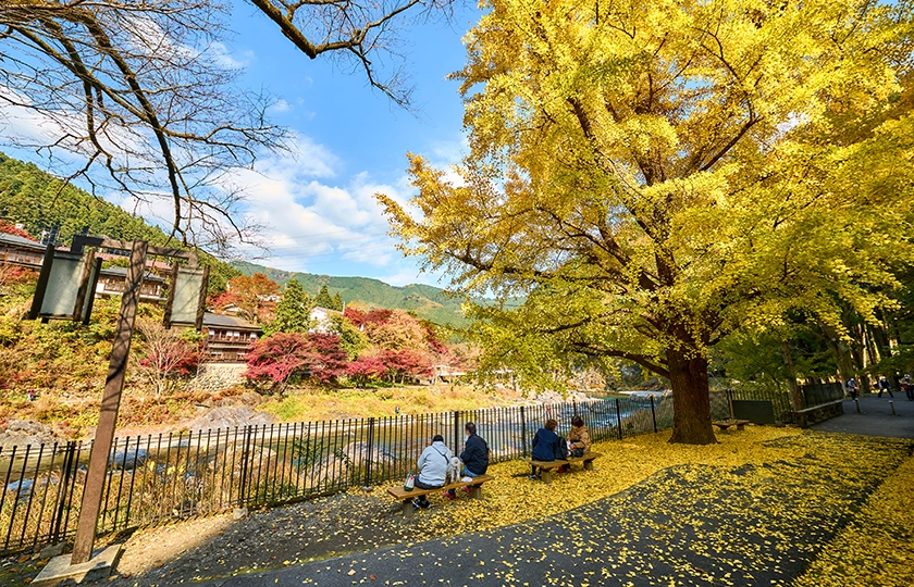 Más allá del sakura: las flores de otoño que tiñen de color Tokio