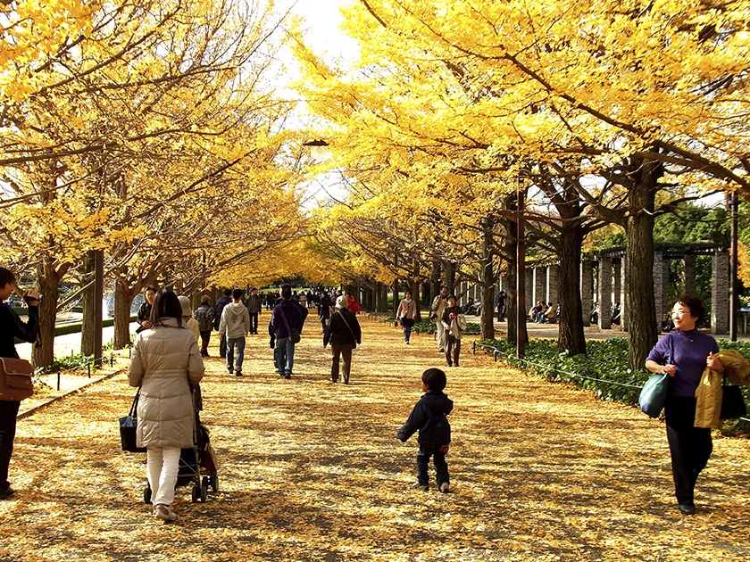 Más allá del sakura: las flores de otoño que tiñen de color Tokio