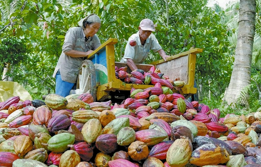 Yopal. La lección de cacao que a México le falta aprender