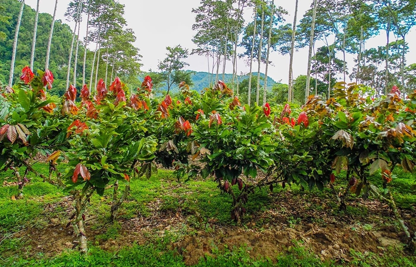 Yopal. La lección de cacao que a México le falta aprender