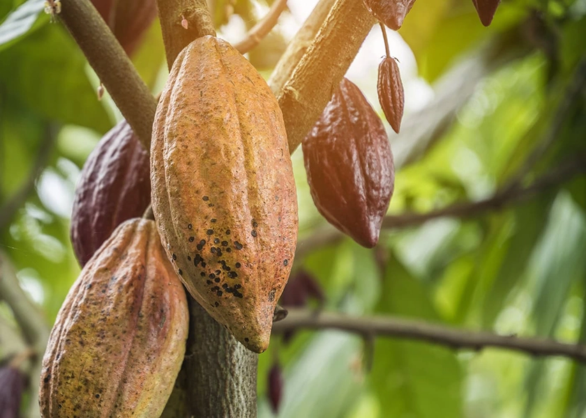 Yopal. La lección de cacao que a México le falta aprender
