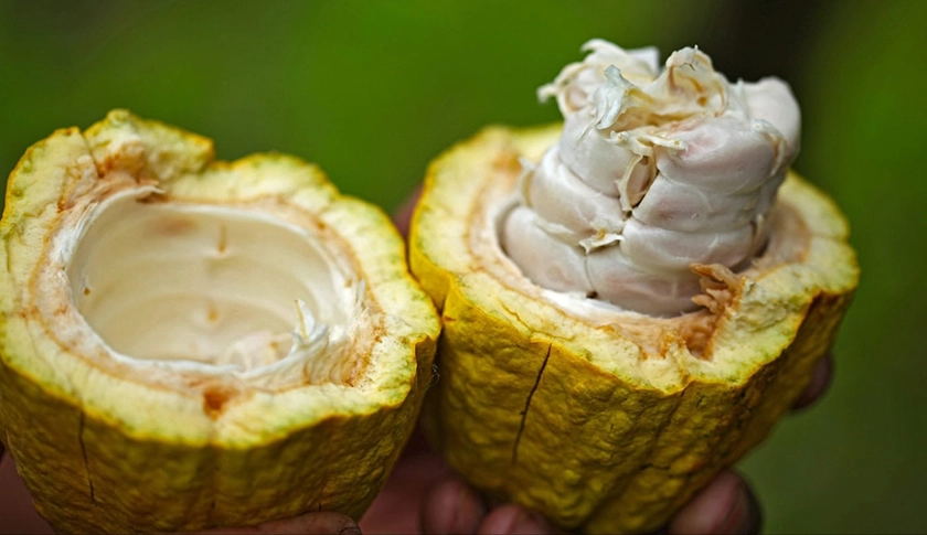 Yopal. La lección de cacao que a México le falta aprender