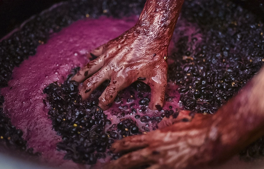 ¿Y si pudieras probar un vino justo cuando nace?