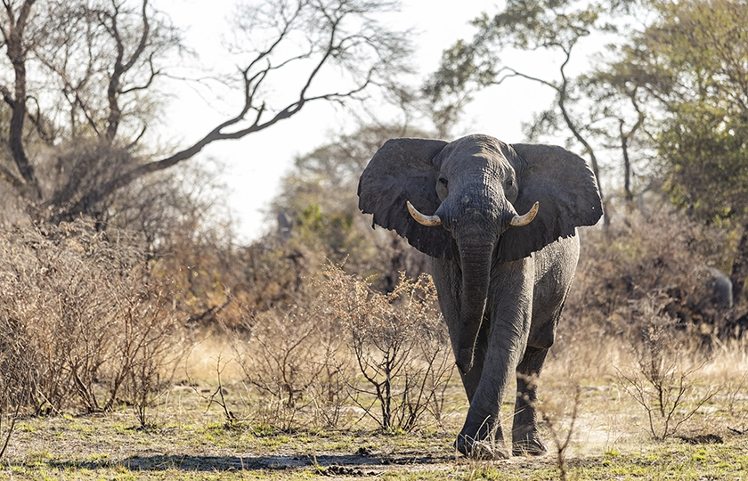 Luiana Plains Expedition Camp abre la puerta a una de las zonas más remotas de Angola