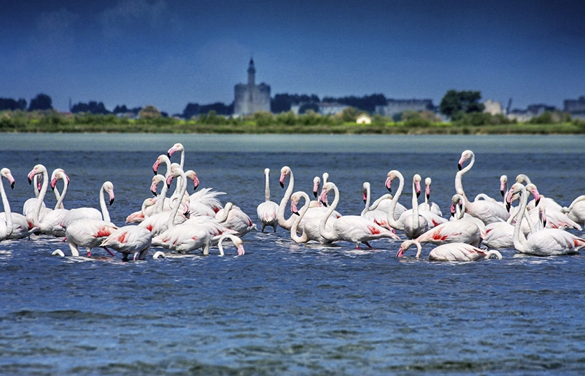 Montpellier, Languedoc-Camargue El sur de Francia, más cerca con la nueva conexión directa desde Madrid